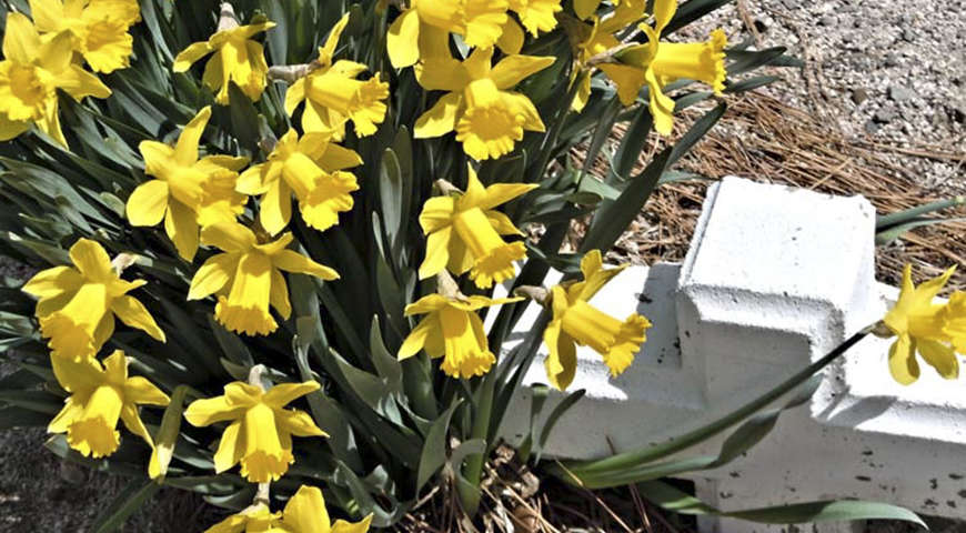 BlogDaffodils