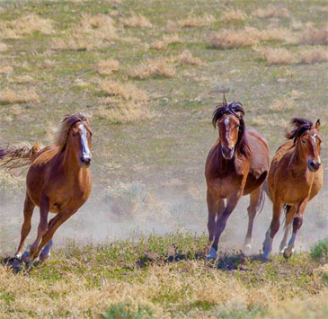 Tour the wide open outdoors with a chance to sight birds of prey, wild Nevada mustangs, and if you’re lucky . . . a bear or lynx.