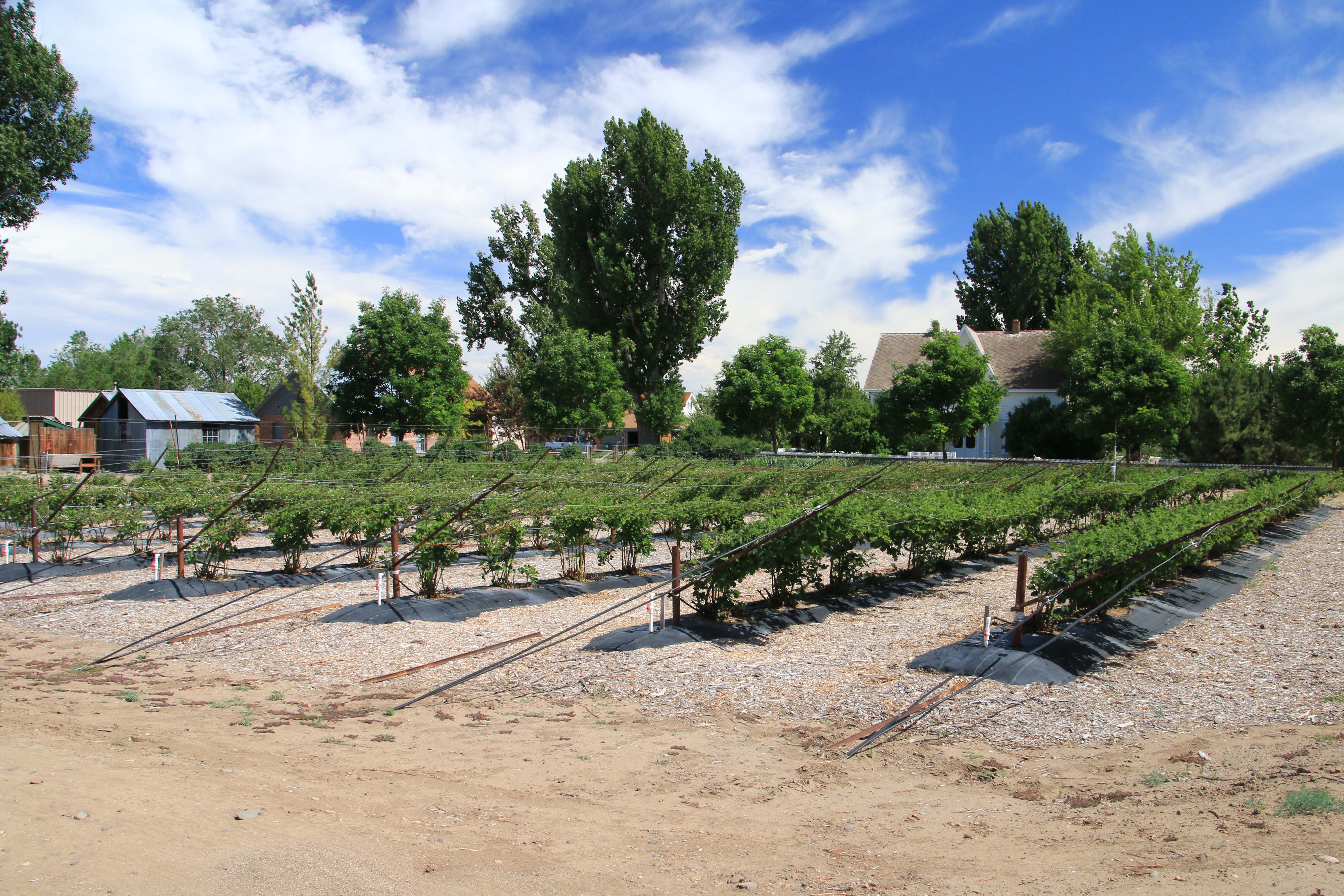 JFBF Berry Field with Structures June 2016 Carson Valley, Nevada Genoa, Gardnerville, Minden