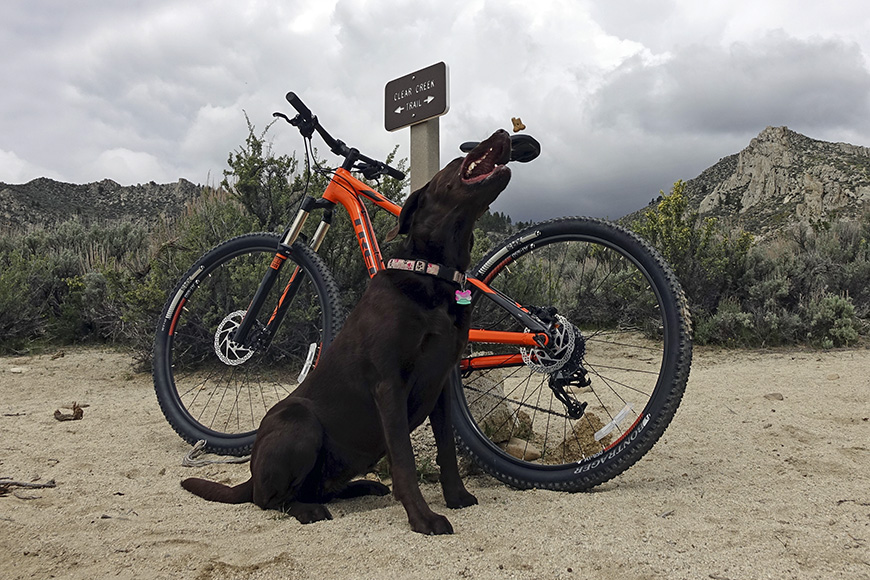 Mountain bike dog