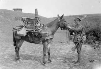 Military Mule