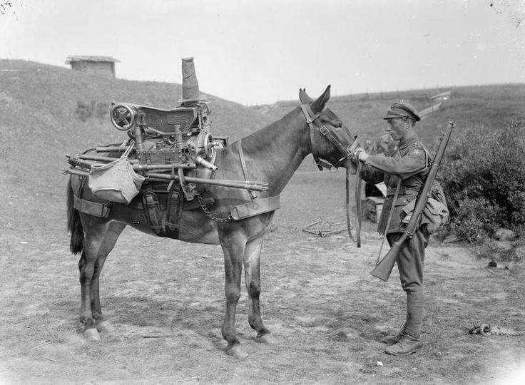 Military mule.