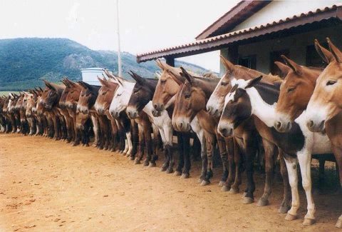 Mule line-up