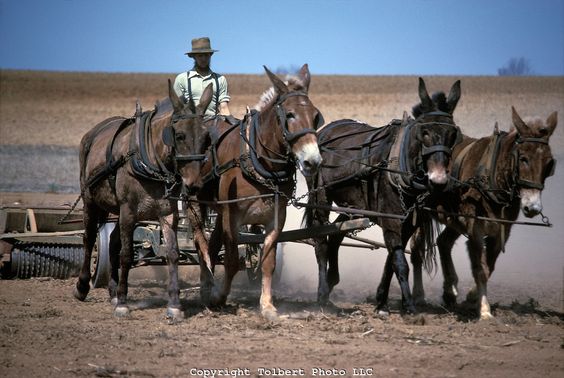 Mules in ranching.