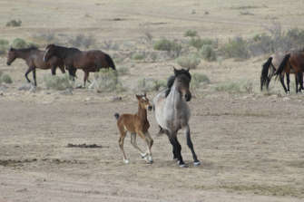 Wild Horses Carson Valley