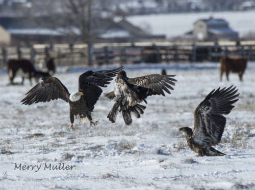 Buffalo Bill (3) - Carson Valley, Nevada, Genoa, Gardnerville, Minden,  Topaz Lake