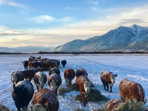 feeding cows in winter