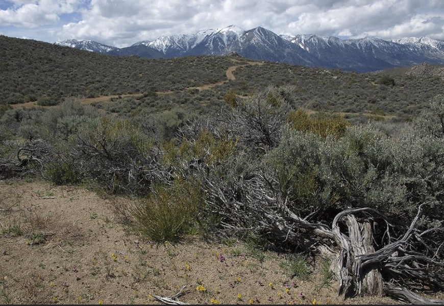 The Recent Travels of Pinyon Pine | Carson Valley, Nevada ...