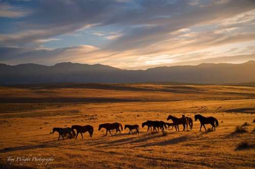 sunset wild horses