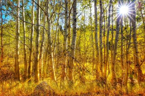 fall trees