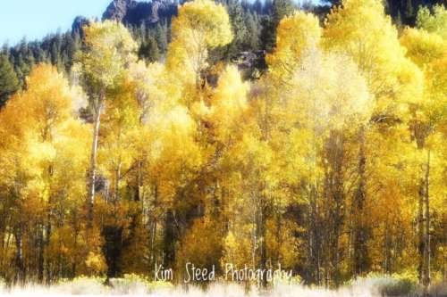 fall trees carson valley