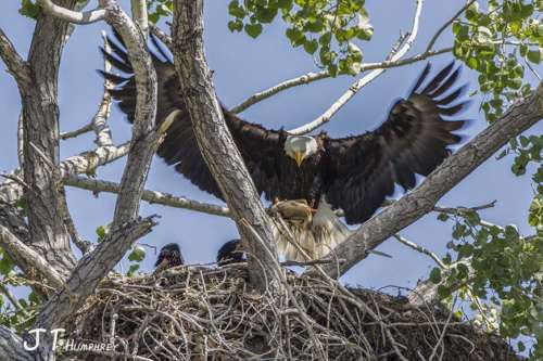 John Humphrey Eagle in tree