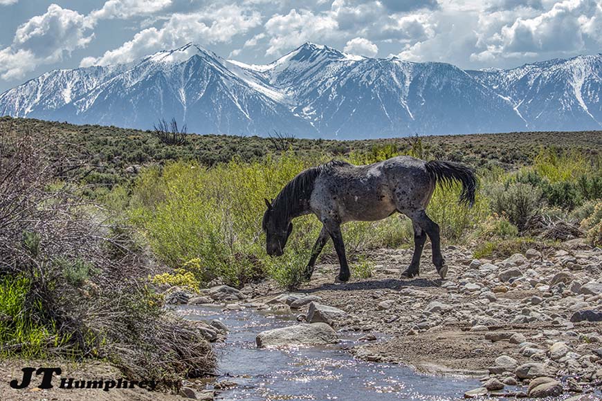 Tahoe Fly Fishing Outfitters - Carson Valley, Nevada, Genoa, Gardnerville,  Minden, Topaz Lake