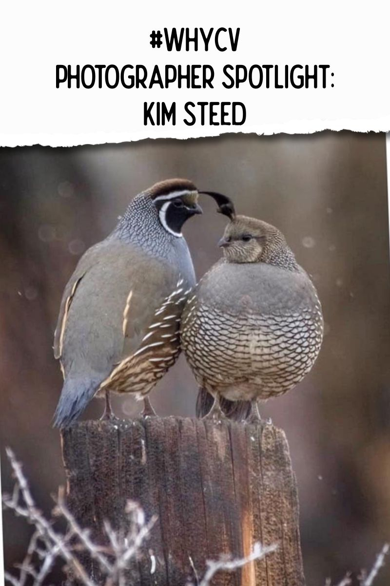 #WhyCV Photographer Spotlight: Kim Steed - Carson Valley, Nevada ...
