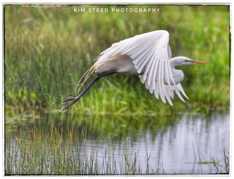 #WhyCV Photographer Spotlight: Kim Steed - Carson Valley, Nevada ...