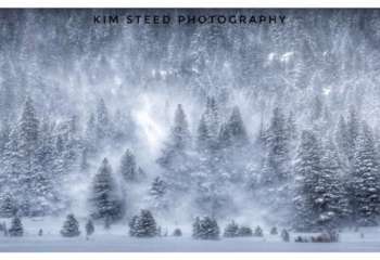 KimSteedTreesSnow