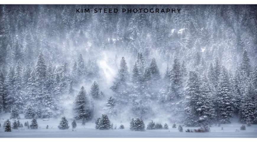 KimSteedTreesSnow