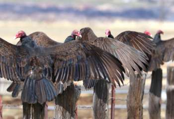 CherylBroumleyVultures