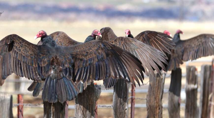 CherylBroumleyVultures