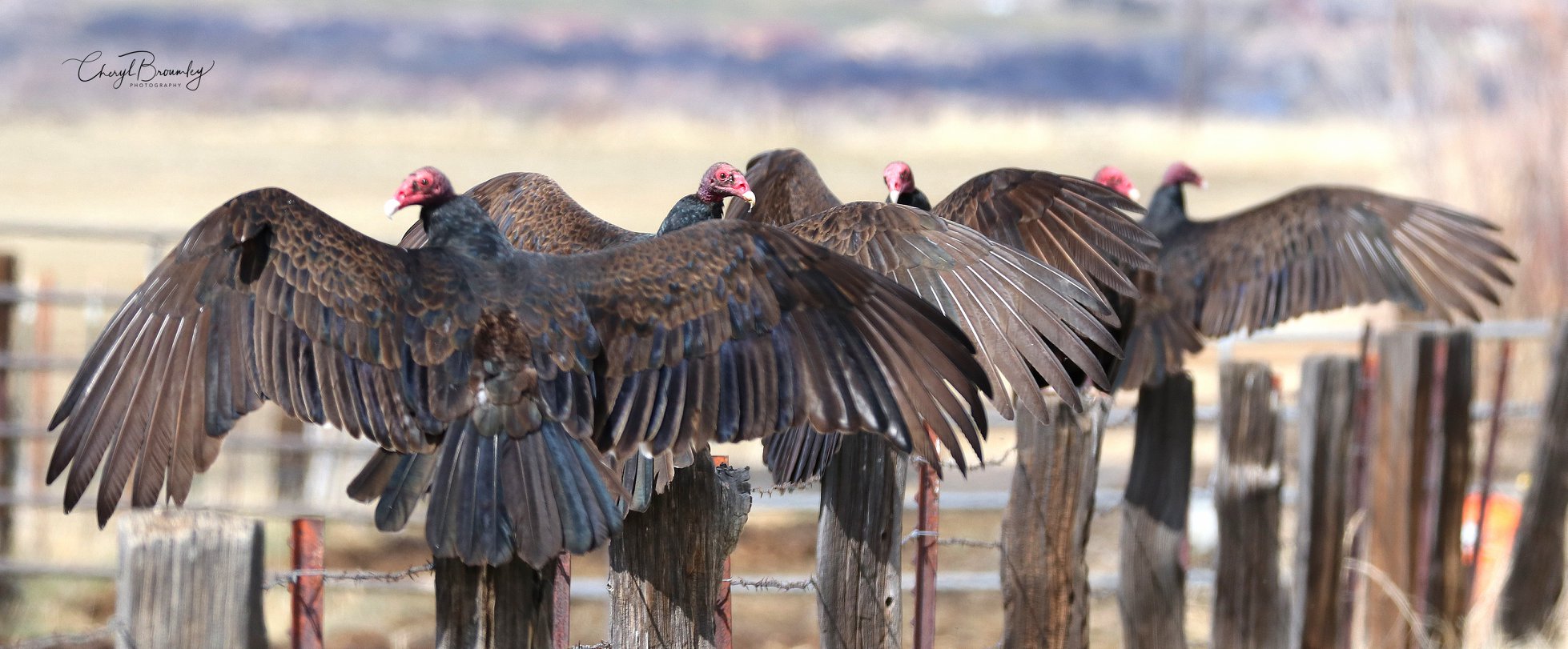 vultures on a fence