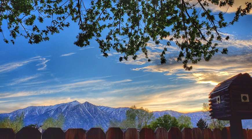 ChrisDickersonbackyard