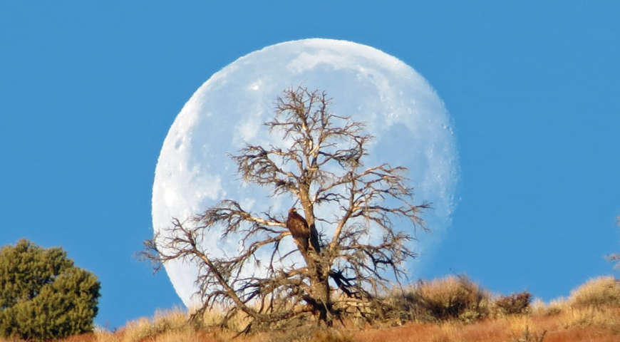 Topazmoonrisejohnflaherty