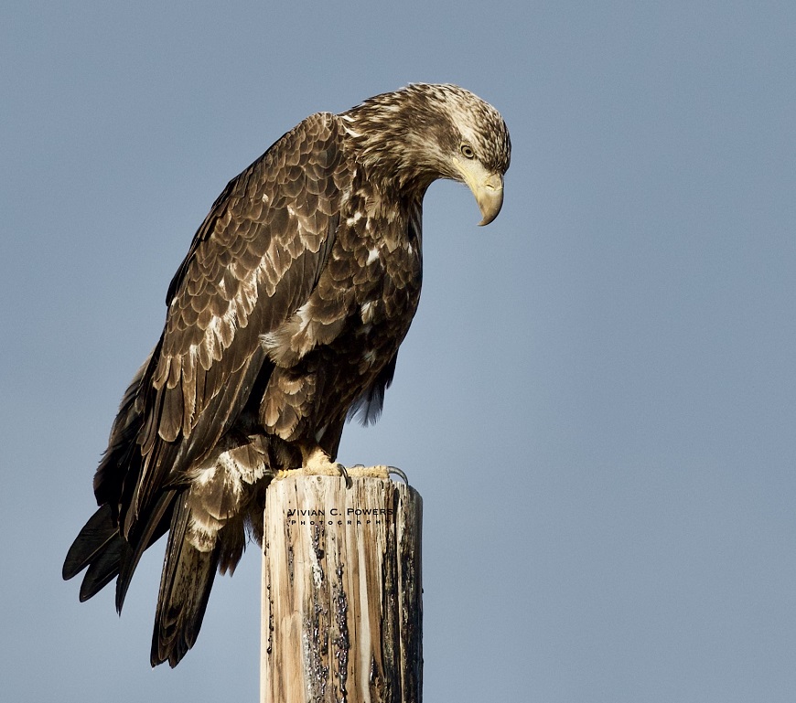juvenile bald eagle vivian powers