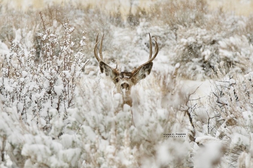 deer snow vivian powers