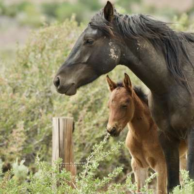vivian powers wild horse foal