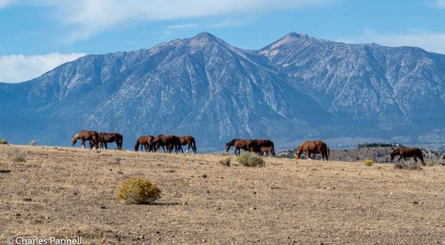 minden-wild-horses-1charlespannellcandyharrington