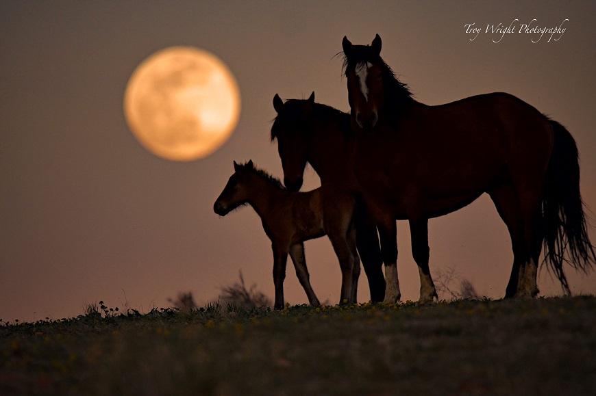 troy wright full moon horses