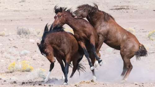 Three bachelor stallions Pine nut range