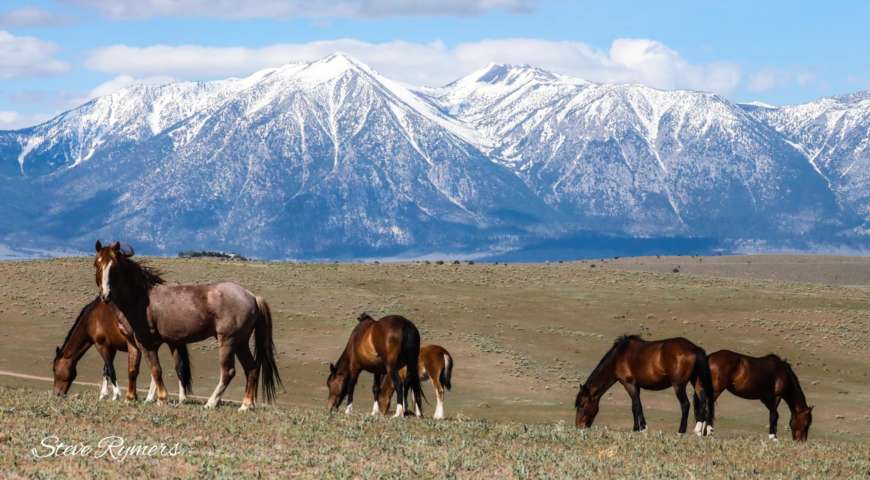 steverymersbandhorsesvalley