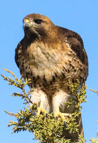 steve rymers red tail hawk carson valley