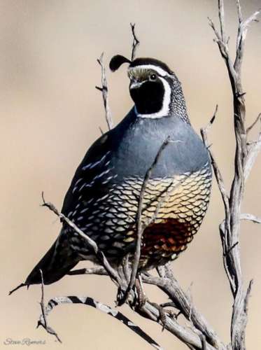 A beautiful California quail in the early morning light!