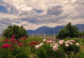 troywroghtgertrudesgardenblog