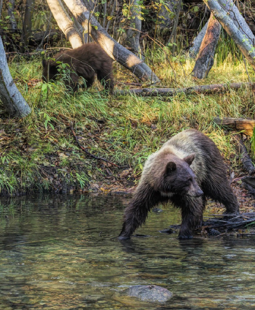 mama bear and cub