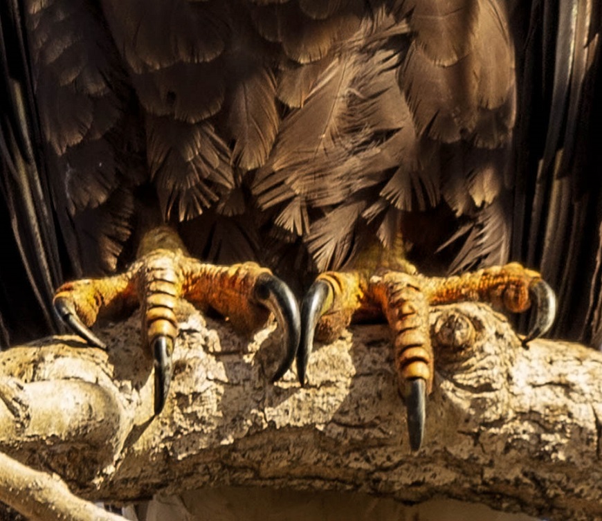 eagle talon close ups