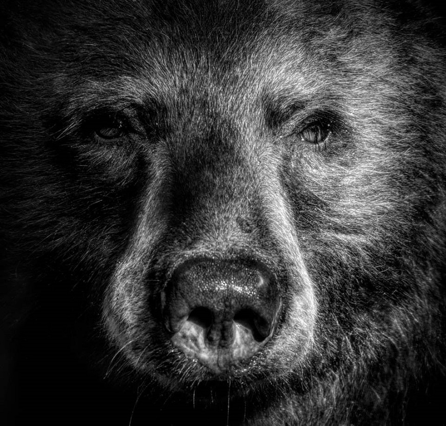 mama bear close up