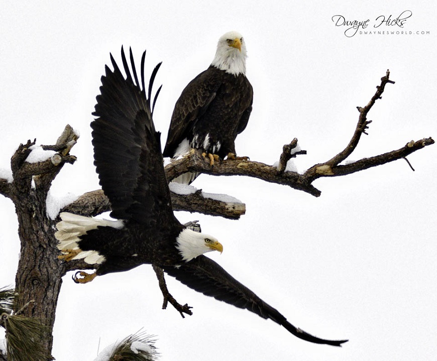 eagle pair in winter