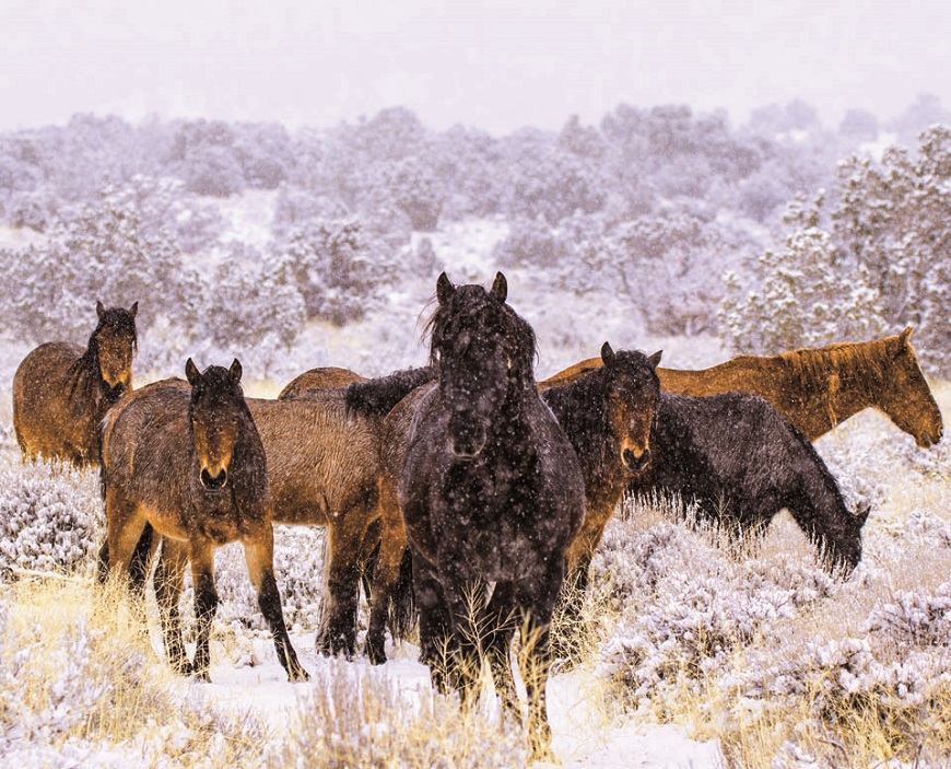 wild nevada mustang band