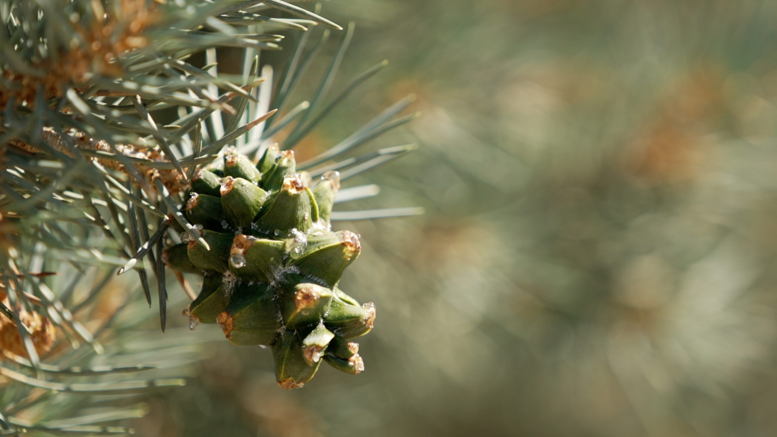 Pinyon Pine Cones - Pinyon pinecone